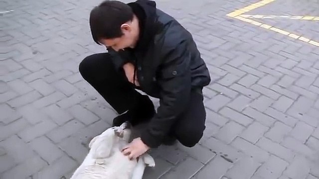White è il cane randagio più amichevole del mondo !! Guarda quanto è affettuoso !!