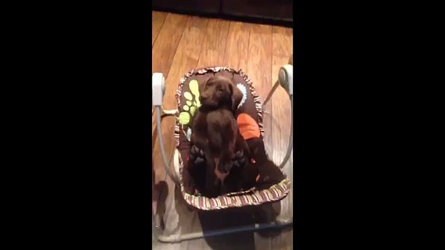 Filma Il Labrador Nella Culla: Ciò Che Sta Facendo Vi Farà Ridere Di Gusto