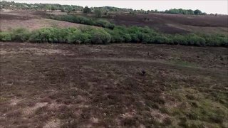New Forest Drone Flight