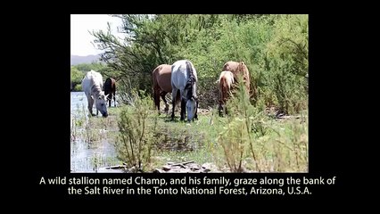 Una Puledra Sta Annegando Nel Fiume: La Reazione Del Capobranco è Emozionante