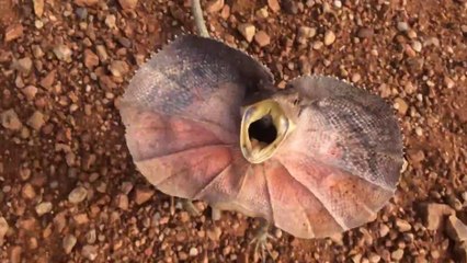 Un lézard a collerette passe à l'offensive !