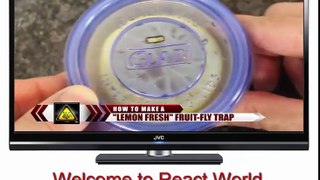How To Make a Lemon Fresh Fruit Fly Trap