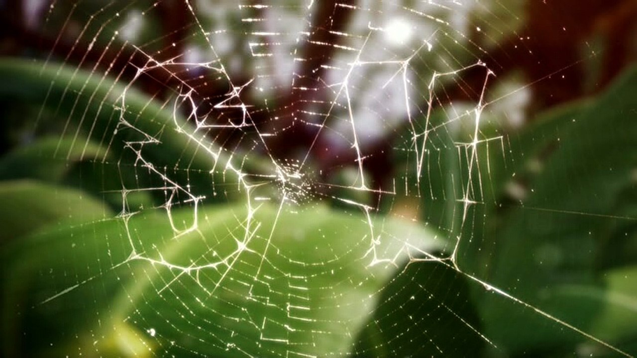 Animación mosca Telecinco Eurocopa 2016