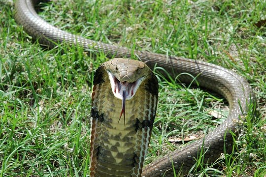 Выжить после укуса Индийской Кобры