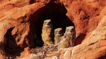 Frantically Panting Owl Chicks Cool Down on Warm Day