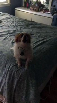 Dog Likes to Duet With Owner