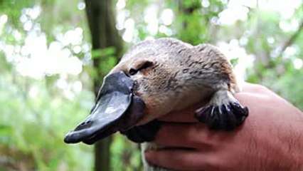 Animals-TOP 10 Facts