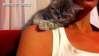 Cute Kittens Falling Asleep Compilation 2016  NEW HD