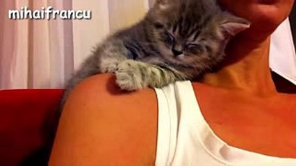 Cute Kittens Falling Asleep Compilation 2016  NEW HD