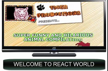 Funny animals can always make you laugh and cheer you up - Funny animal compilation