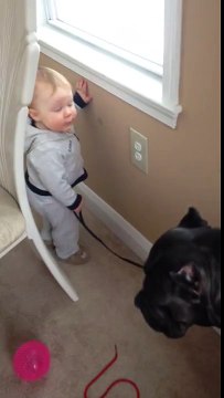 CANE CORSO 117 lbs puppy dog walked by 17 month old baby boy super cute!!!!!
