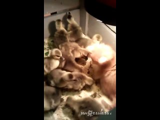 Un chaton s'amuse avec des poussins