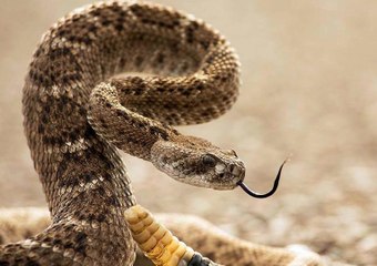 Гадюкообразная Змея