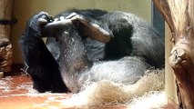 Silverback Golo, Western Lowland Gorilla (Budapest Zoo)