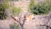 LiveLeak - Two Lions Catch and Eat Warthog in South Africa