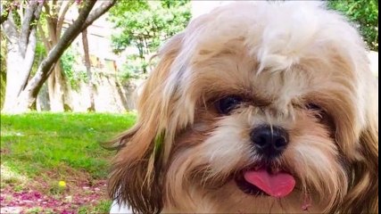 il était ou le toutou!