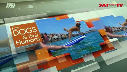 Dog TV - start bloku na Animal Planet, prezentacja