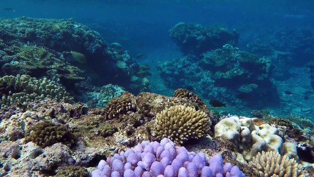 Le merveilleux lagon d'Ouvéa: requins et compagnie