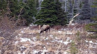 Moose in Williwaw 2