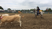 Compétition d'équitation équestre de tri de bétail