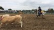 Compétition d'équitation équestre de tri de bétail