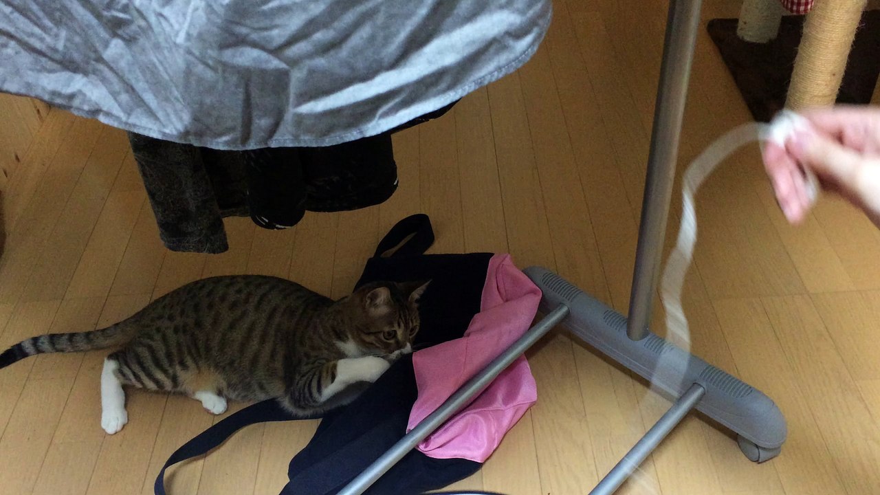 【funny cat ねこ＆きじとら＆おもしろ＆かわいい＆癒し】ボクシングの練習じゃい♪2