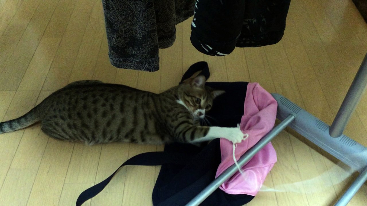 【funny cat ねこ&かわいい＆きじとら＆おもしろ＆癒し】ボクシングの練習じゃい♪3