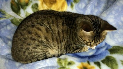 【funny cat ねこ＆きじとら＆おもしろ＆かわいい＆癒し】毛布でリラックスとらおうチャン♪3