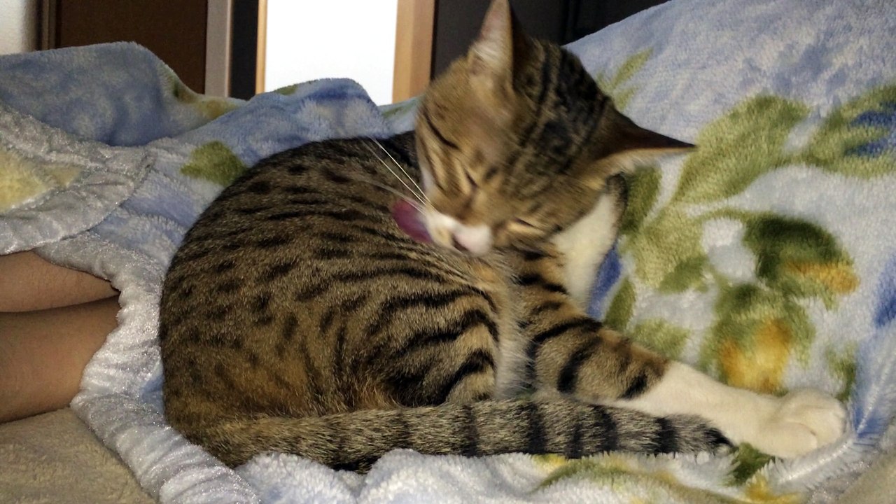 【funny cat ねこ＆きじとら＆おもしろ＆かわいい＆癒し】毛布で毛づくろいとらおうチャン♪