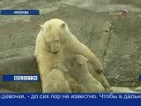 モスクワ動物園で公開された双子の赤ちゃんとムルマお母さん (1)  (Feb. 28  2008)