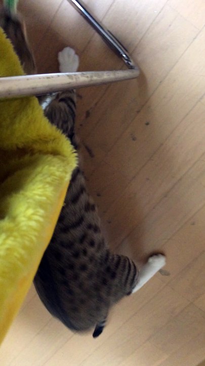 【funny cat ねこ＆きじとら＆おもしろ＆かわいい＆癒し】この獲物はわしのもんじゃ～い！怒