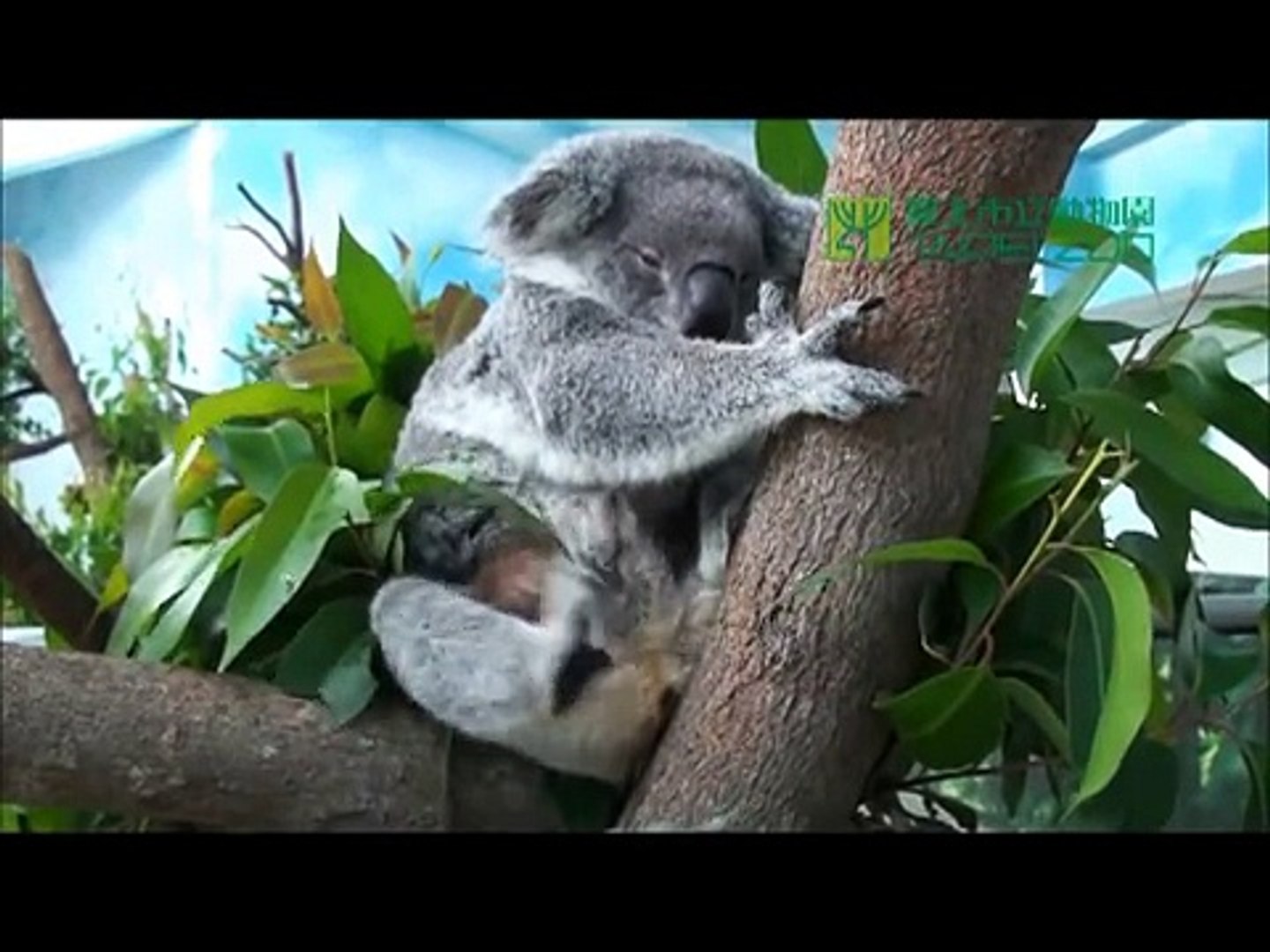 美媒精選19支可愛動物片台北動物園上榜