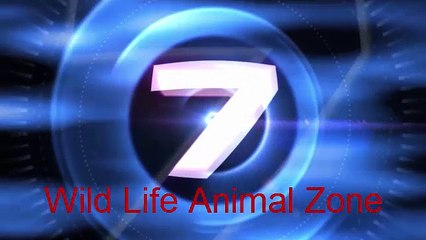 Pride of Lions Versus Hyenas -Video Dailymotion