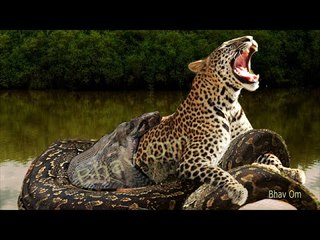Giant Anaconda vs Jaguar - Python vs Tiger - Python vs Leopard