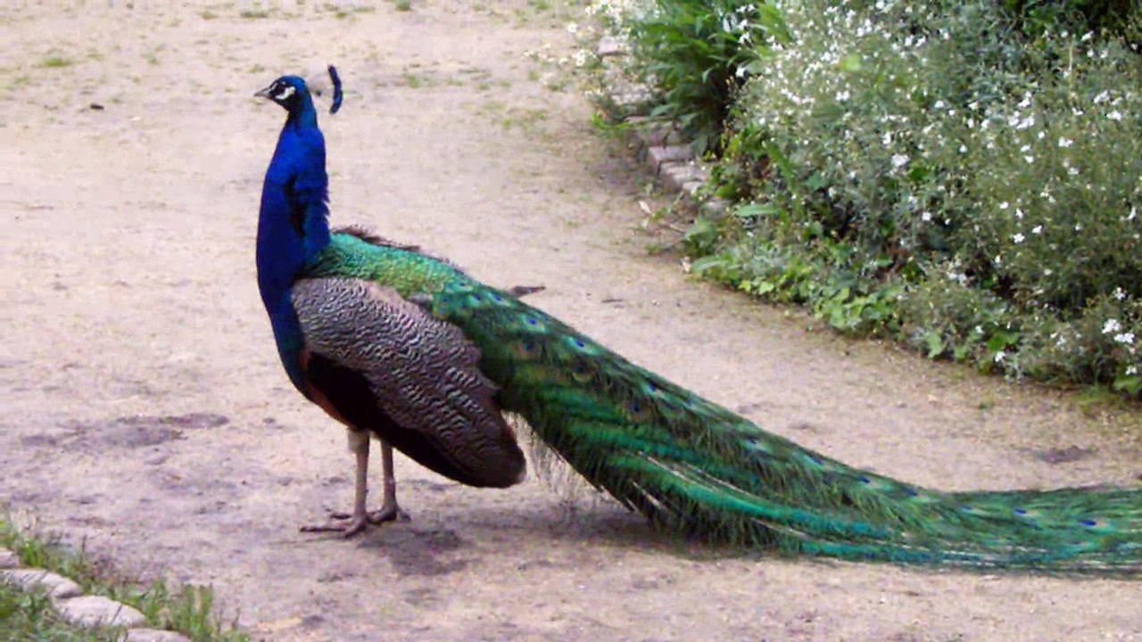 un paon qui crie au parc floral de Vincennes