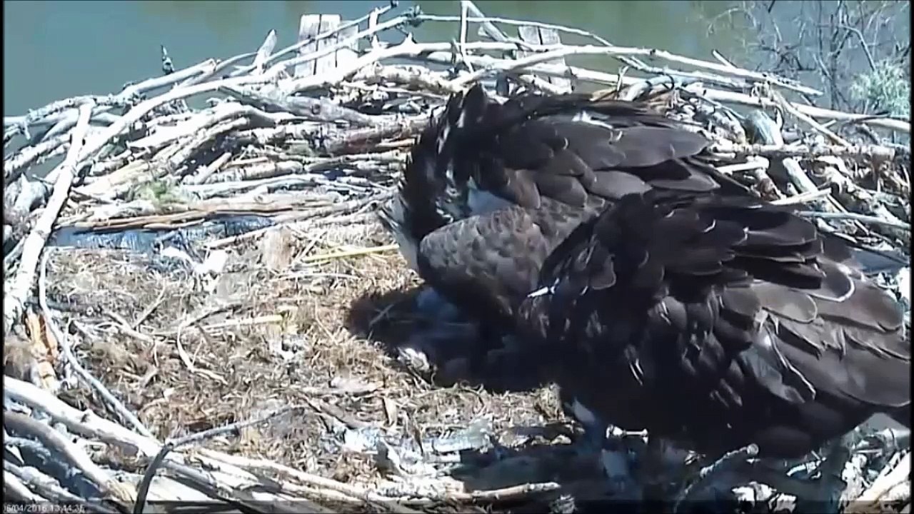 BOULDER 6-3-16 nudging chick