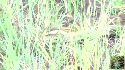 Huge Python in Car's Bonnet - Video Dailymotion