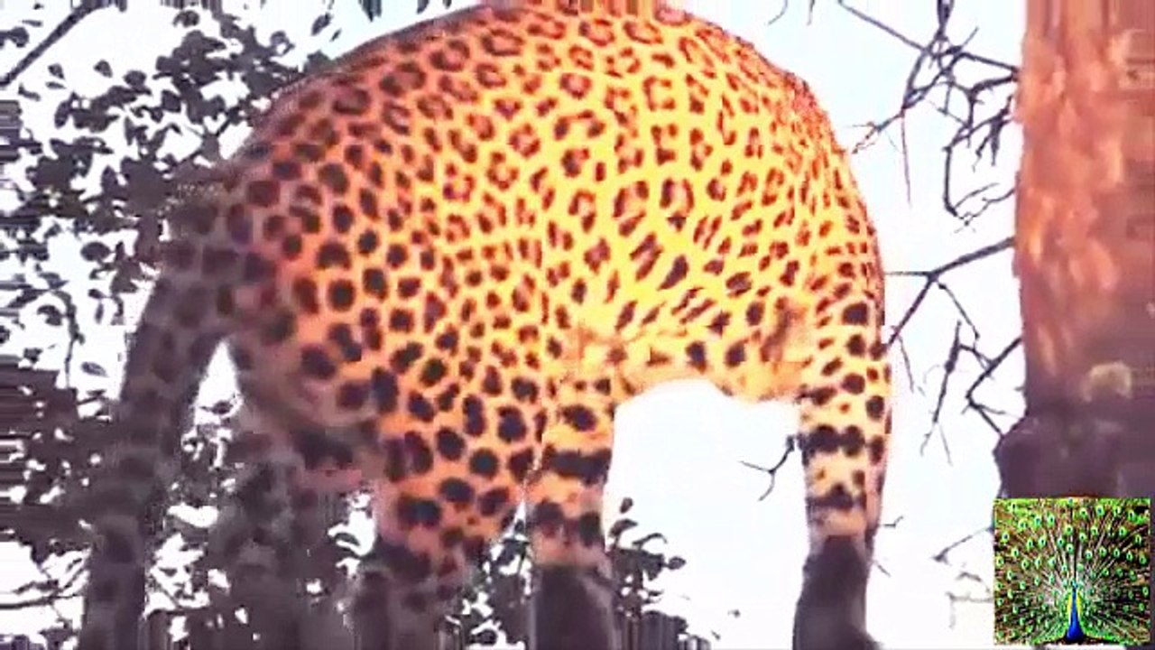 Leopard Calling For Cubs - Video Dailymotion