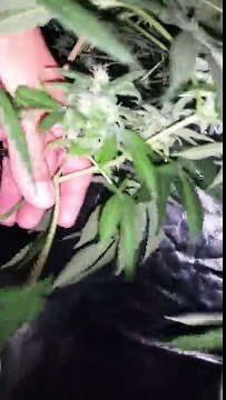 6/4/16 solo shots zombie kush and blue cheese day 34 & 35 of flower