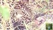 Leopard Eating a Porcupine - 4th June 2016