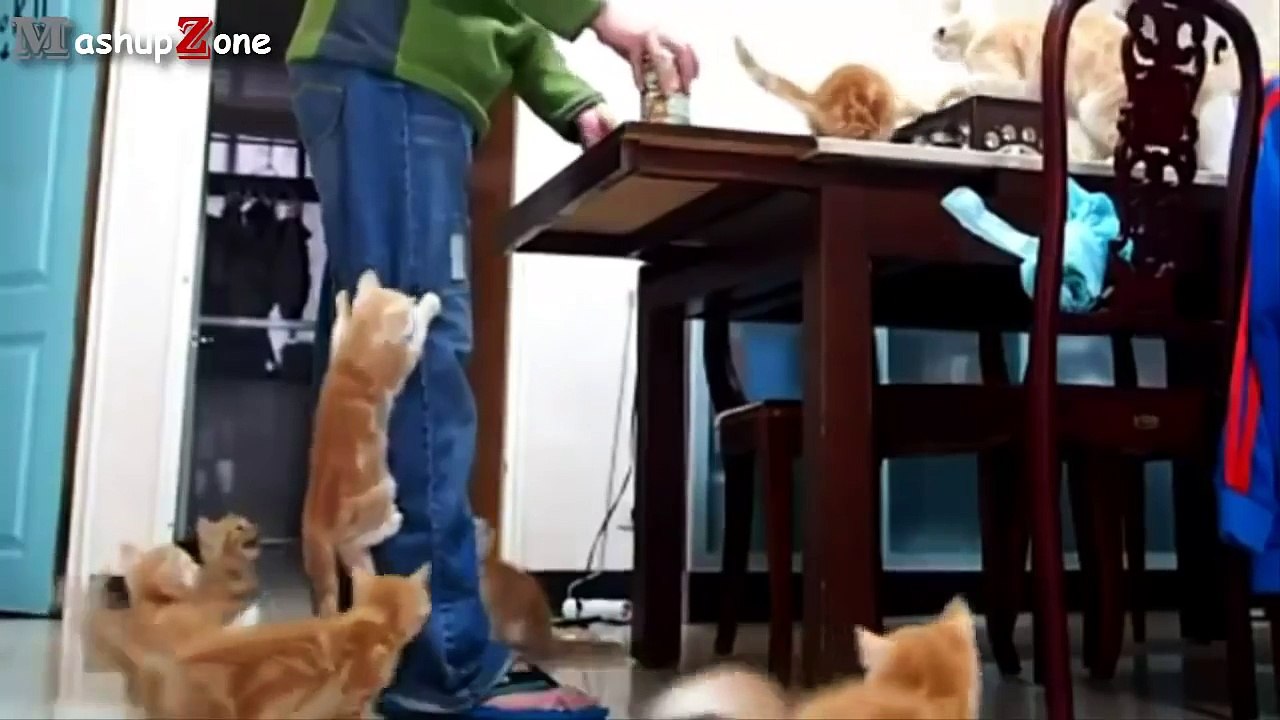 Cute Kittens Compilation 2015 [NEW]