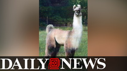 WARNING GRAPHIC CONTENT- Two Texas Teens Arrested For Beheading A Llama