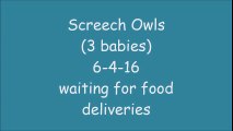 Screech Owls 6-4-16 waiting at door for meals