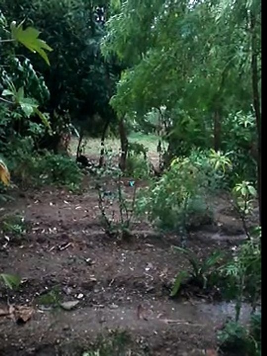 LLUVIA EN GUATEMALA QUICHE SACAPULAS RB