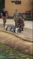 Penguins being fed in Edinburgh Zoo 企鹅吃鱼啦！