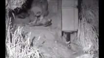 GHO OWLS 6-4-16 self feeding