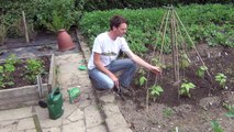How To Maintain & Support French Beans
