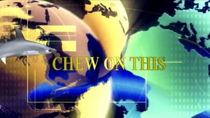 Awesome 1,000 Pound Hammerhead Shark Giant Fish