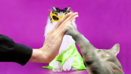 Kitty High Five - Awesome Sauce