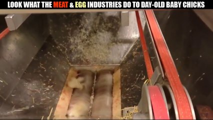 Baby Chicks Ground Alive - Shocking Report